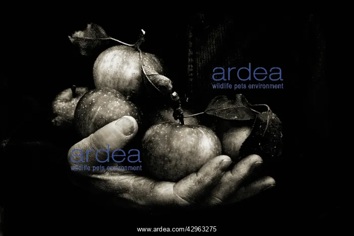 : Apple, Malus domestica : Apple, Malus domestica