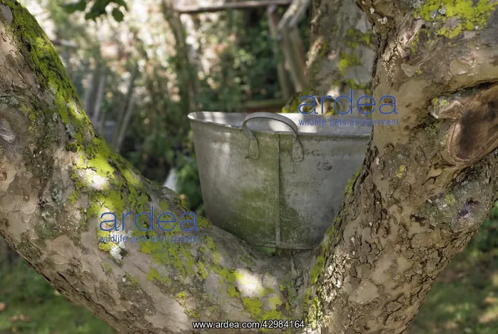 : Apple, Malus domestica : Apple, Malus domestica