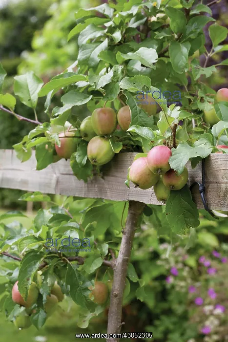 : Apple, Malus domestica : Apple, Malus domestica
