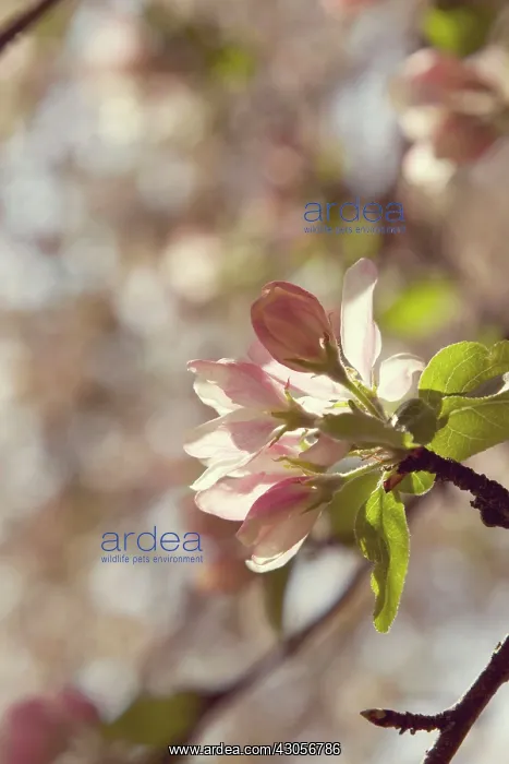 : Apple, Malus domestica : Apple, Malus domestica