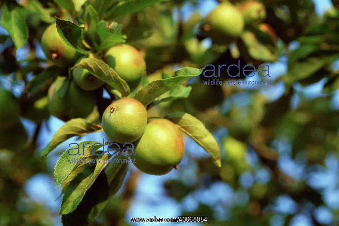 : Apple, Malus domestica : Apple, Malus domestica