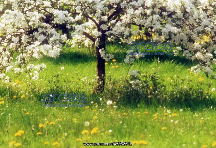 : Apple, Malus domestica : Apple, Malus domestica
