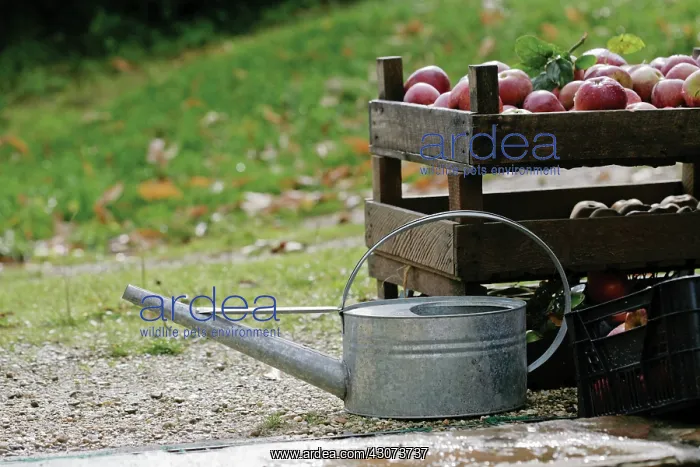 : Apple, Malus domestica : Apple, Malus domestica