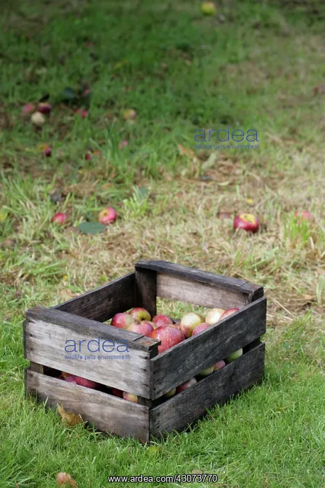 : Apple, Malus domestica : Apple, Malus domestica