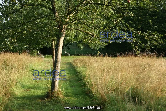  : Apple, Malus domestica