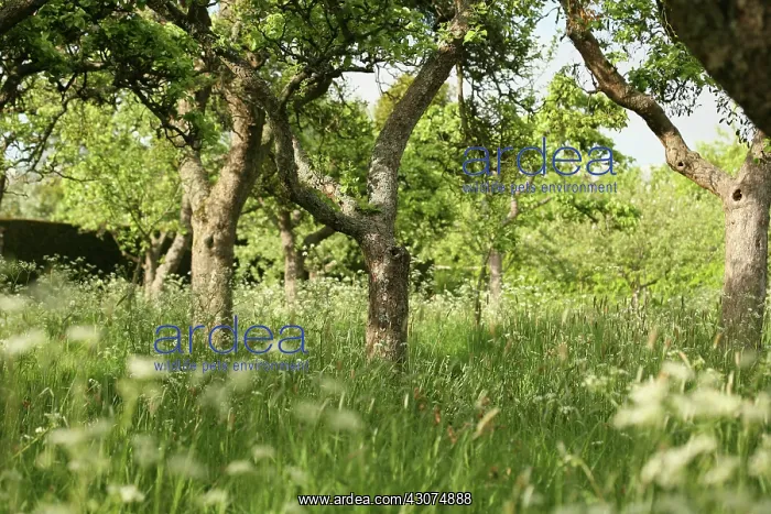 : Apple, Malus domestica : Apple, Malus domestica
