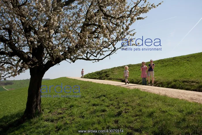 : Apple, Malus domestica : Apple, Malus domestica