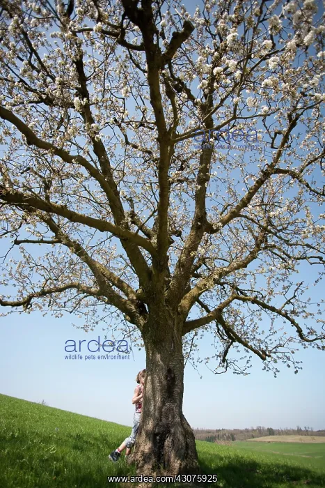 : Apple, Malus domestica : Apple, Malus domestica