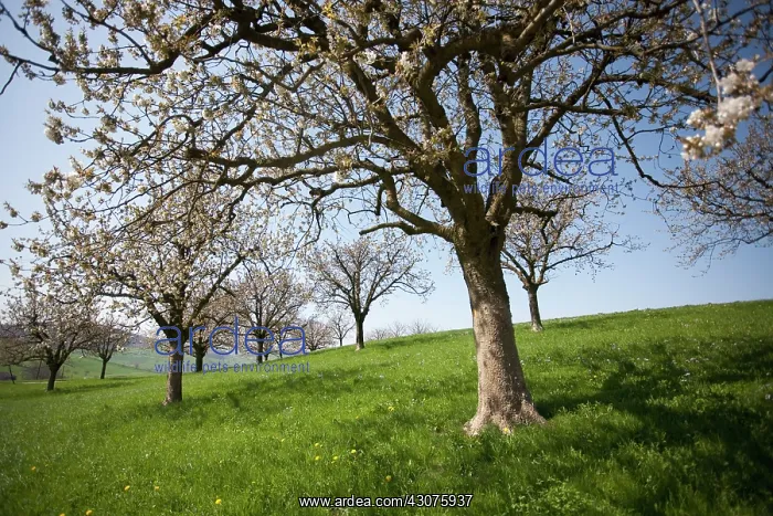 : Apple, Malus domestica : Apple, Malus domestica