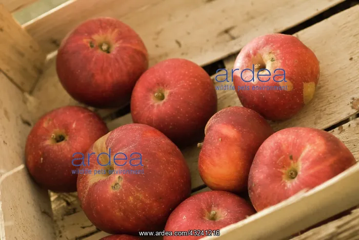  : Apple, Malus domestica