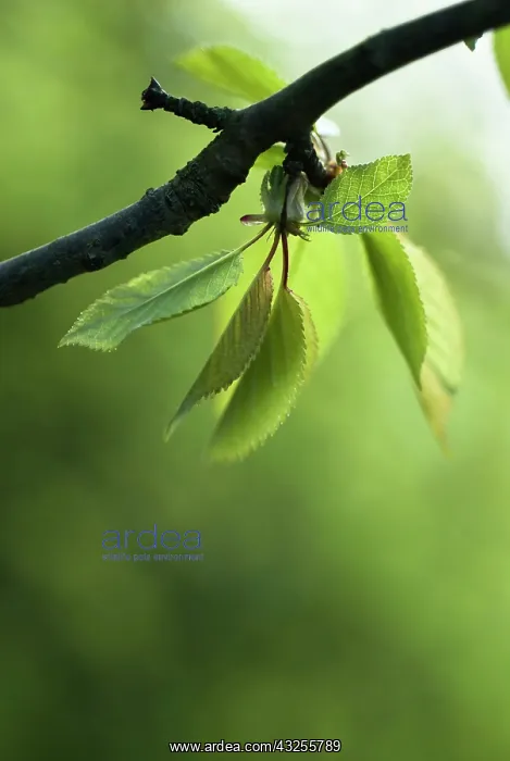 : Apple, Malus domestica : Apple, Malus domestica