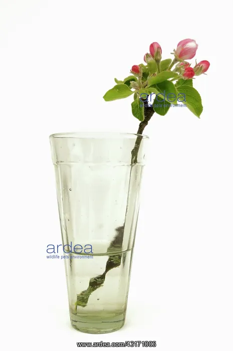 : Apple, Malus domestica, blossom sprig In a jar of water : Apple, Malus domestica, blossom sprig In a jar of water