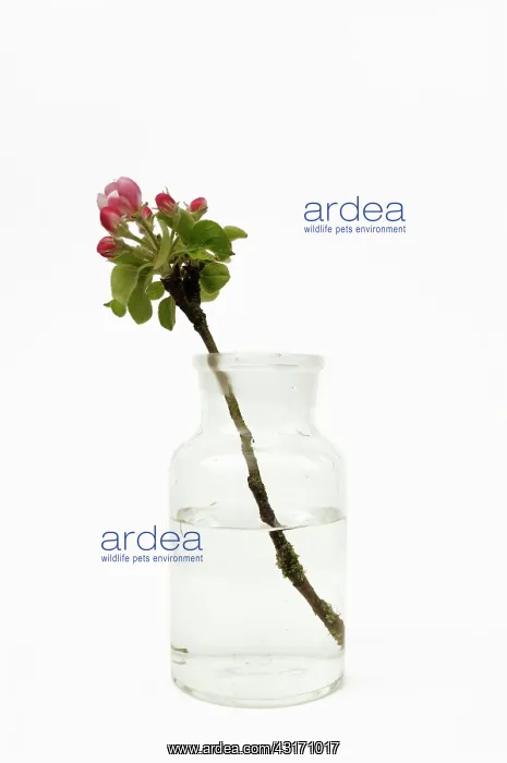 : Apple, Malus domestica, blossom sprig In a jar of water : Apple, Malus domestica, blossom sprig In a jar of water