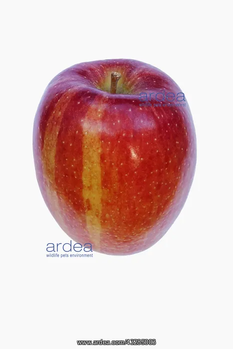 : Apple, Malus domestica Braeburn, Studio shot of : Apple, Malus domestica Braeburn, Studio shot of