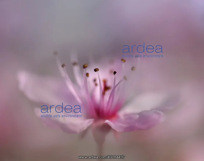 : Apple, Malus domestica, Very close side view of : Apple, Malus domestica, Very close side view of