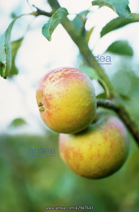 : Apple, Malus domestica Cox's orange pippin : Apple, Malus domestica Cox's orange pippin