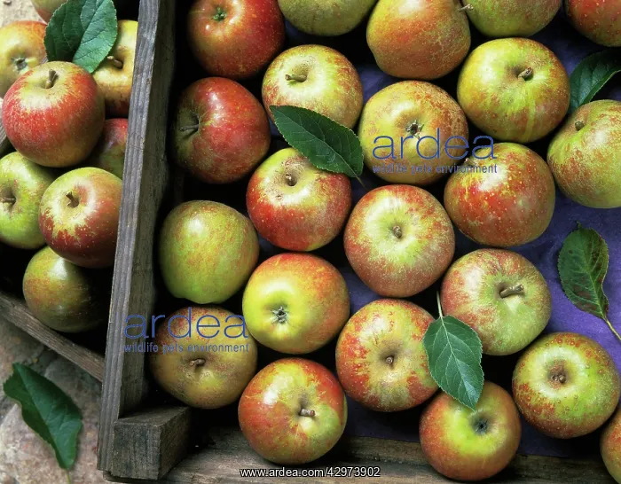 : Apple, Malus domestica Cox's orange pippin : Apple, Malus domestica Cox's orange pippin
