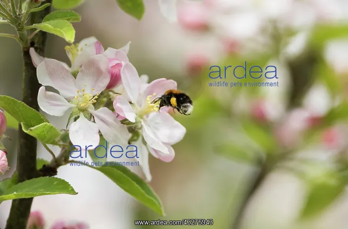 : Apple, Malus domestica cultivar, Pink subject : Apple, Malus domestica cultivar, Pink subject