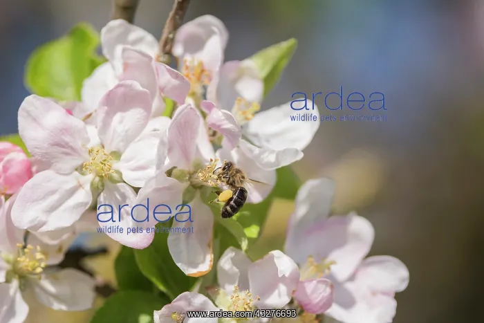 : Apple, Malus domestica cultivar, Pink subject : Apple, Malus domestica cultivar, Pink subject