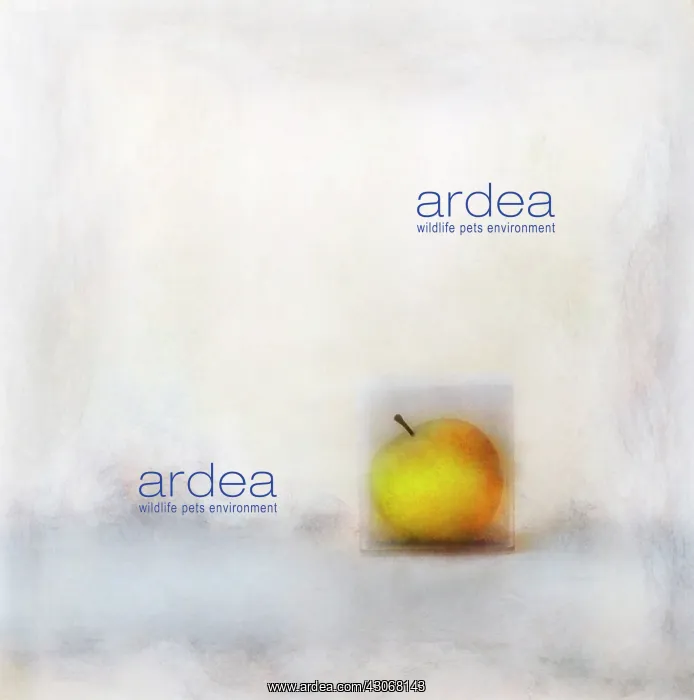 : Apple, Malus domestica. Digitally manipulated image of single apple set : Apple, Malus domestica. Digitally manipulated image of single apple set