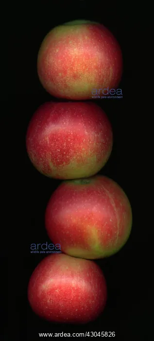  : Apple, Malus domestica Discovery