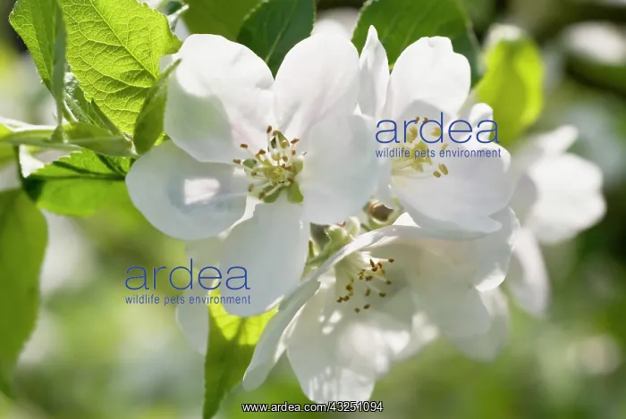 : Apple, Malus domestica Discovery : Apple, Malus domestica Discovery