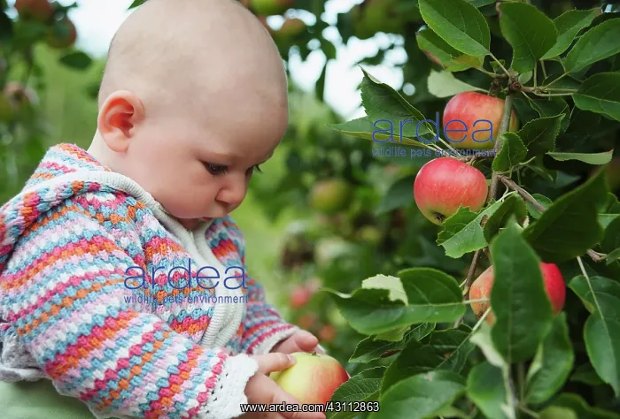 : Apple, Malus domestica Discovery, A baby in a : Apple, Malus domestica Discovery, A baby in a