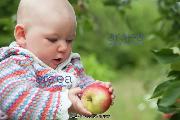 : Apple, Malus domestica Discovery, A baby in a : Apple, Malus domestica Discovery, A baby in a