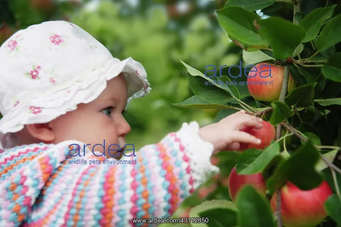 : Apple, Malus domestica Discovery, Close view of : Apple, Malus domestica Discovery, Close view of