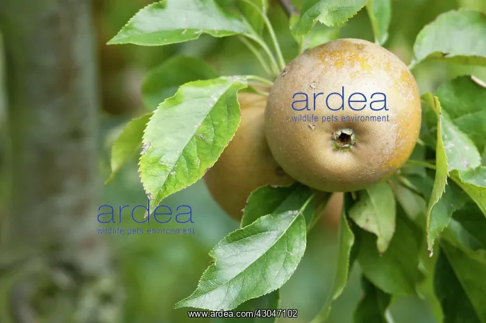 : Apple, Malus domestica Egremont Russet : Apple, Malus domestica Egremont Russet
