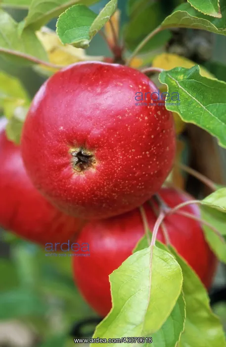 : Apple, Malus domestica Fiesta : Apple, Malus domestica Fiesta