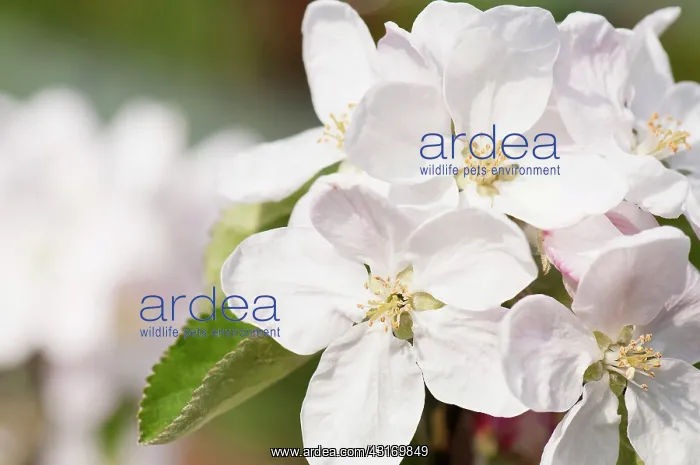 : Apple, Malus domestica Fiesta, blossoms in flower : Apple, Malus domestica Fiesta, blossoms in flower