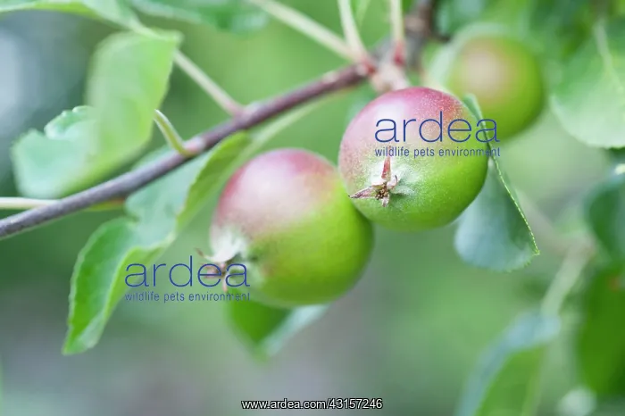 : Apple, Malus domestica Fiesta'. Close view of two : Apple, Malus domestica Fiesta'. Close view of two