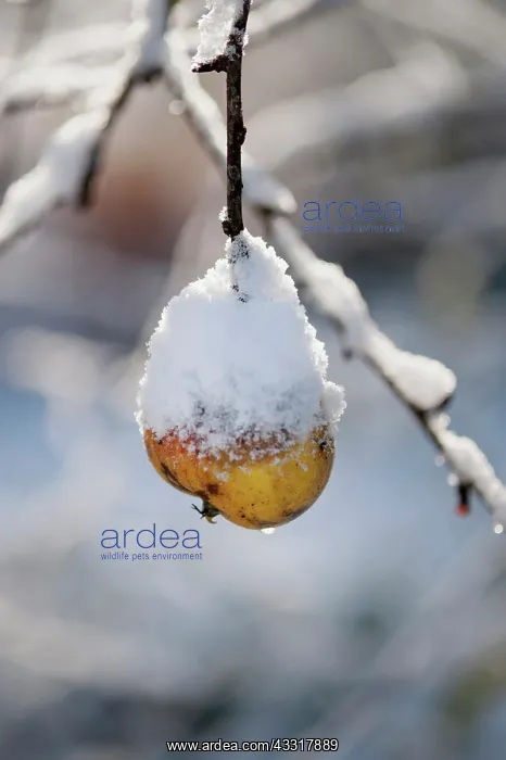 : Apple, Malus domestica Fiesta, One snow covered : Apple, Malus domestica Fiesta, One snow covered