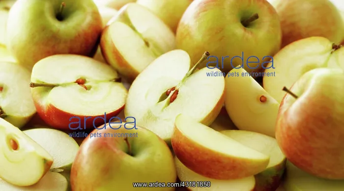 : Apple, Malus domestica, Several whole fruits, with : Apple, Malus domestica, Several whole fruits, with