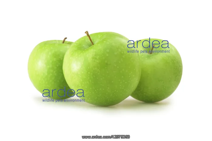 : Apple, Malus domestica Granny Smith : Apple, Malus domestica Granny Smith