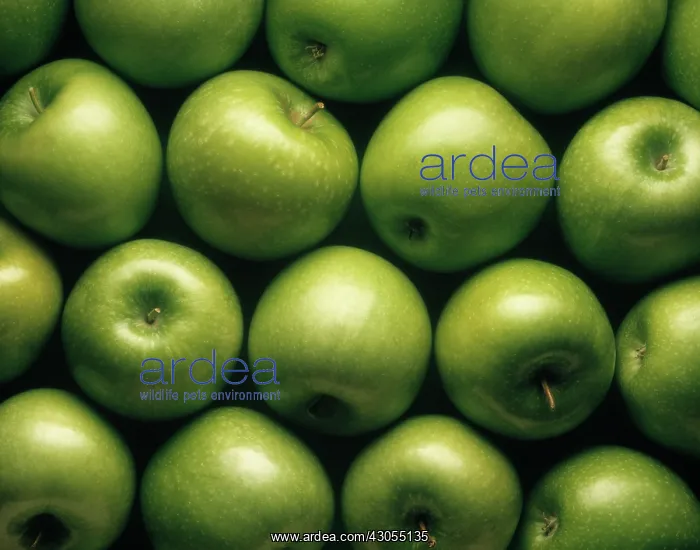 : Apple, Malus domestica Granny Smith : Apple, Malus domestica Granny Smith