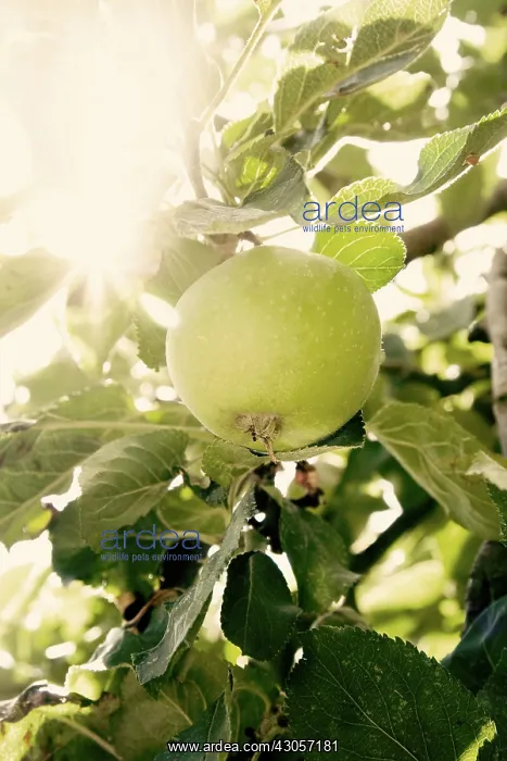  : Apple, Malus domestica Granny Smith