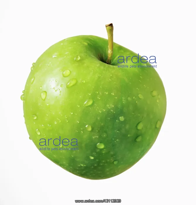 : Apple, Malus domestica Granny Smith, Cut out on : Apple, Malus domestica Granny Smith, Cut out on