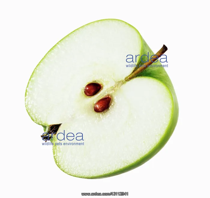 : Apple, Malus domestica Granny Smith, Cut out on : Apple, Malus domestica Granny Smith, Cut out on
