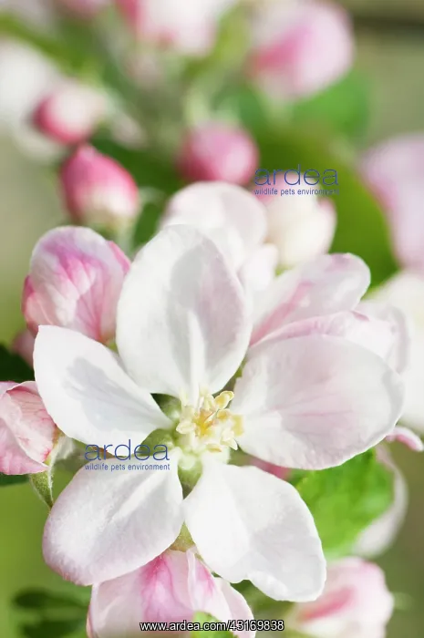 : Apple, Malus domestica Kings Acre Pippin, blossoms in flow : Apple, Malus domestica Kings Acre Pippin, blossoms in flow