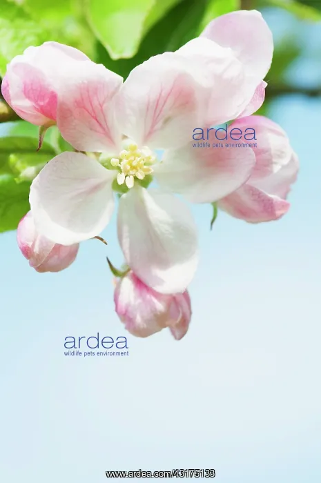 : Apple, Malus domestica Kings Acre Pippin, blossoms against : Apple, Malus domestica Kings Acre Pippin, blossoms against