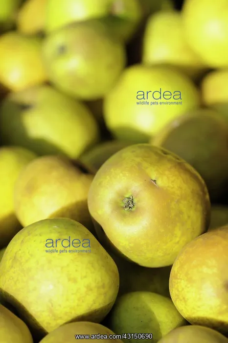 : Apple, Malus domestica Lemon pippin, Close up of harveste : Apple, Malus domestica Lemon pippin, Close up of harveste