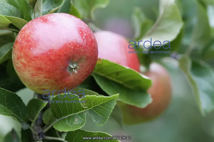 : Apple, Malus domestica Lord Lambourne : Apple, Malus domestica Lord Lambourne