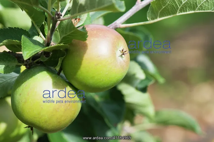 : Apple, Malus domestica Lord Lambourne, Two apples : Apple, Malus domestica Lord Lambourne, Two apples