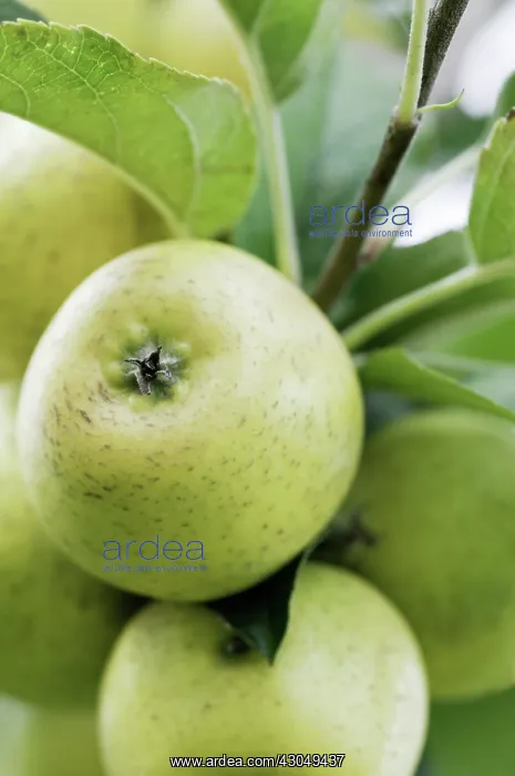 : Apple, Malus domestica Pitmaston pineapple : Apple, Malus domestica Pitmaston pineapple