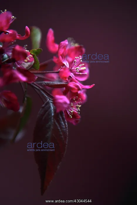 : Apple, Malus domestica Royalty : Apple, Malus domestica Royalty