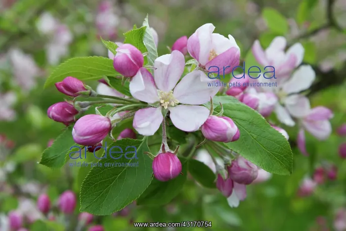 : Apple, Malus domestica, sprig of blossom, one flower open, o : Apple, Malus domestica, sprig of blossom, one flower open, o