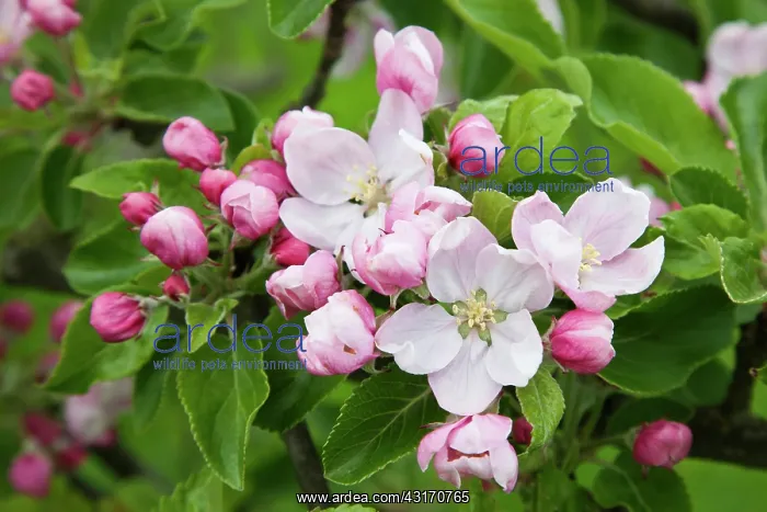 : Apple, Malus domestica, sprig of blossom, one flower open, o : Apple, Malus domestica, sprig of blossom, one flower open, o