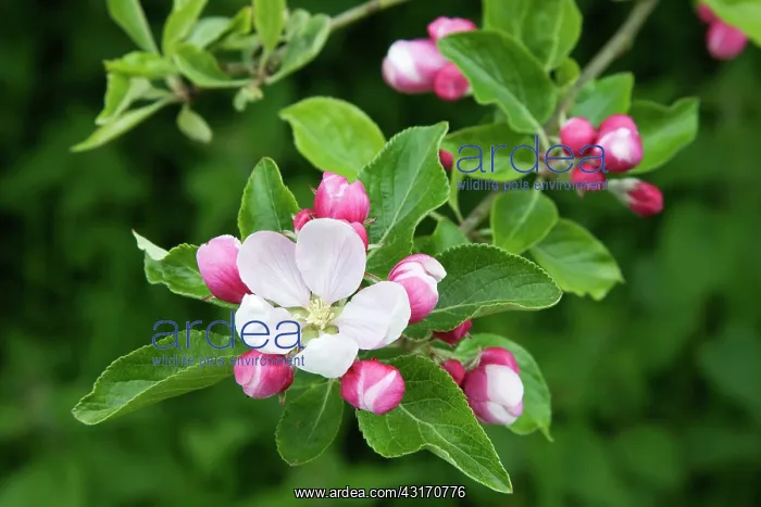 : Apple, Malus domestica, sprig of blossom, one flower open, o : Apple, Malus domestica, sprig of blossom, one flower open, o